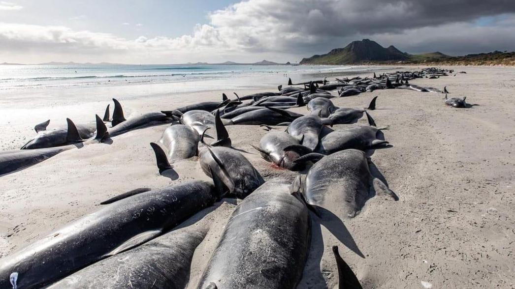 Hundreds of stranded whales die on remote Pacific islands | World | The Times